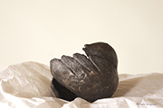 fotodocument geluksvogeltje